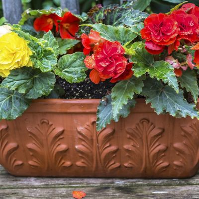 Image showing  Multicolor Hanging Basket Begonias, Set of 5 Bulbs