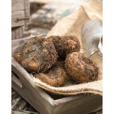 Image showing  Multicolor Hanging Basket Begonias, Set of 5 Bulbs