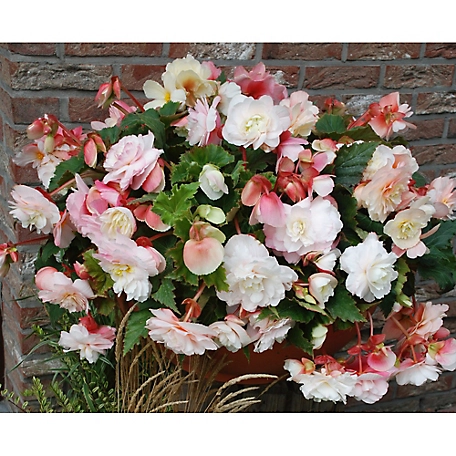 Van Zyverden Red/White Odorata Hanging Basket Begonias, Set of 5 Bulbs