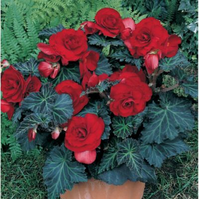 Van Zyverden Red Bronze Leaf Specialty Begonias, Set of 5 Bulbs