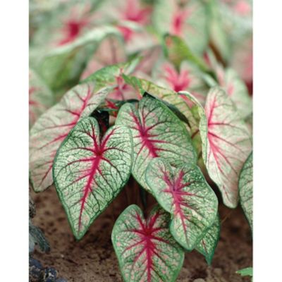 Van Zyverden Green/Red/White Fancy Leaf White Queen Caladiums, Set of 6 Bulbs