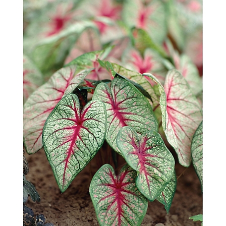 Van Zyverden Green/Red/White Fancy Leaf White Queen Caladiums, Set of 6 Bulbs
