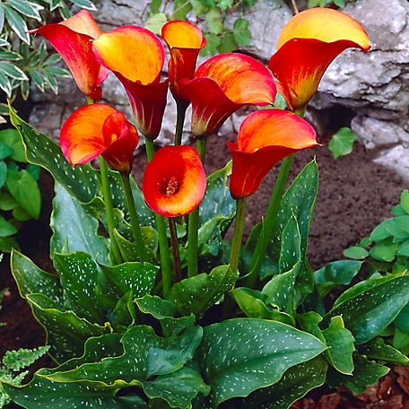 Van Zyverden Orange Flame Callas, Set of 5 Bulbs