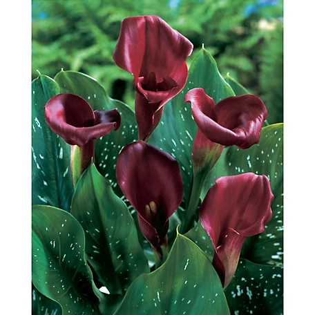 Van Zyverden Majestic Red Callas, Set of 5 Bulbs