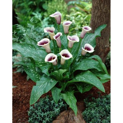 Van Zyverden Purple/White Picasso Callas Plants, 5 pc. Bulbs