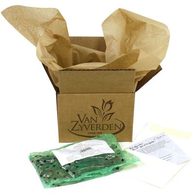 Image showing  Purple/White Picasso Callas Plants, 5 pc. Bulbs