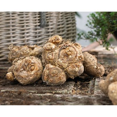 Image showing  Purple/White Picasso Callas Plants, 5 pc. Bulbs