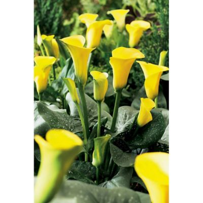 Van Zyverden Yellow Sunshine Callas Plants, 5 pc. Bulbs