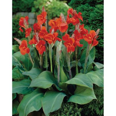 Van Zyverden Red The President Cannas, Set of 6 Bulbs