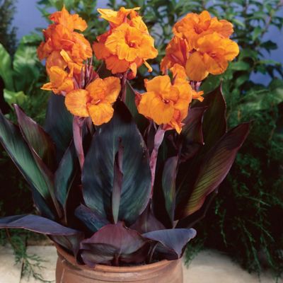 Van Zyverden Bronze Leafed Wyoming Cannas Plants, 6 pc.