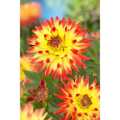 Van Zyverden Red/Yellow Aloha Dahlias, Set of 5 Bulbs