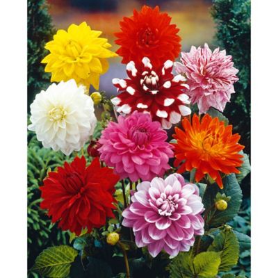Van Zyverden Multicolor Decorative Mixed Dahlias, Set of 7 Bulbs