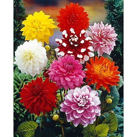 Van Zyverden Multicolor Decorative Mixed Dahlias, Set of 7 Bulbs