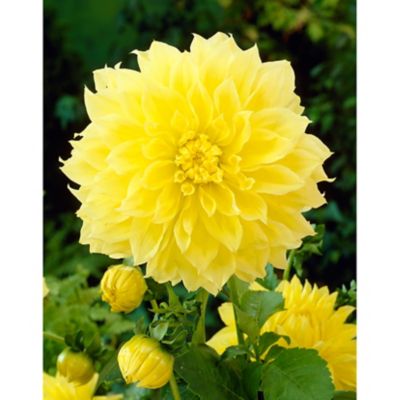 Van Zyverden Yellow Kelvin Floodlight Dahlias, Set of 5 Bulbs