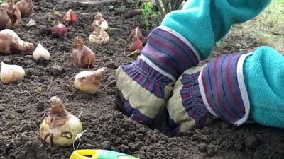 Image showing  Yellow Kelvin Floodlight Dahlias, Set of 5 Bulbs