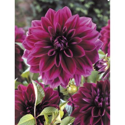 Van Zyverden Purple Thomas Edison Dahlias, Set of 5 Bulbs