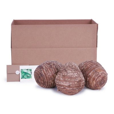 Image showing  Green Jumbo Elephant Ears, Set of 3 Bulbs