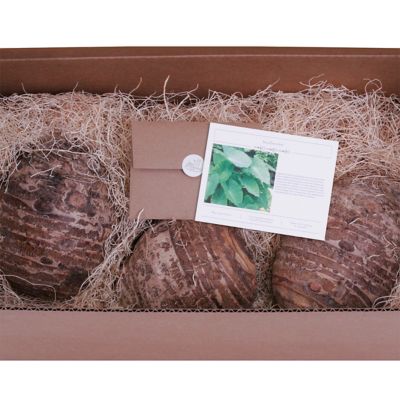 Image showing  Green Jumbo Elephant Ears, Set of 3 Bulbs