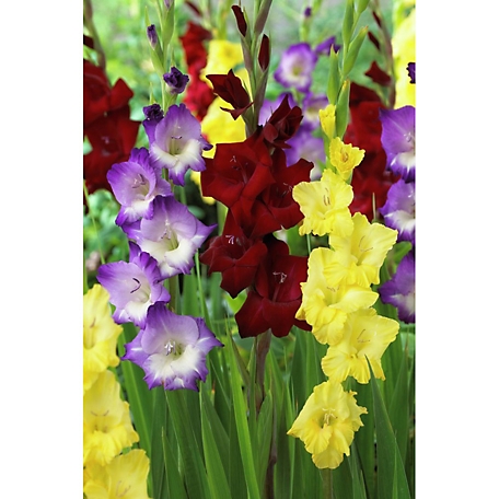 Van Zyverden Blue/Red/Yellow De Luxe Gladiolus Blend, Set of 25 Bulbs