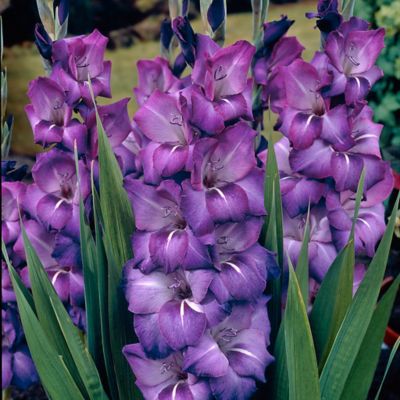 Van Zyverden Blue Grande Passion Large Flowering Gladiolus Plants, Set of 12 Bulbs