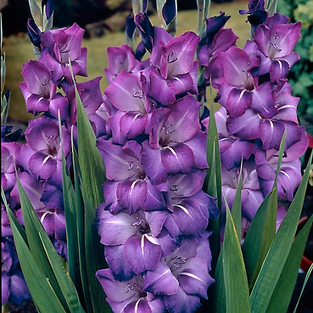 Van Zyverden Grande Passion Blue Large Flowering Gladiolus, Set of 12 Bulbs
