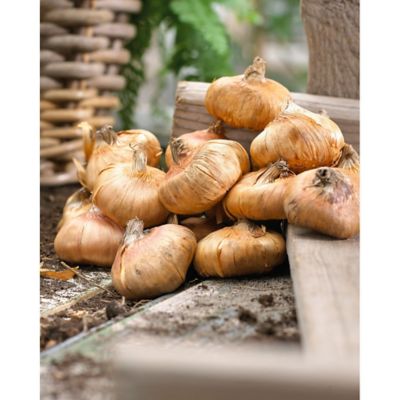 Image showing 2 th Van Zyverden Multicolor Large Flowering Rainbow Mixed Gladiolus Plants, 25 pc. Bulbs