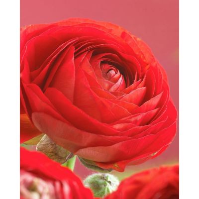 Van Zyverden Double Red Butter Cups Ranunculus, Set of 25 Bulbs