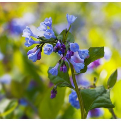 Van Zyverden Virginia Blue Bell Woodland Plant, 3 Roots