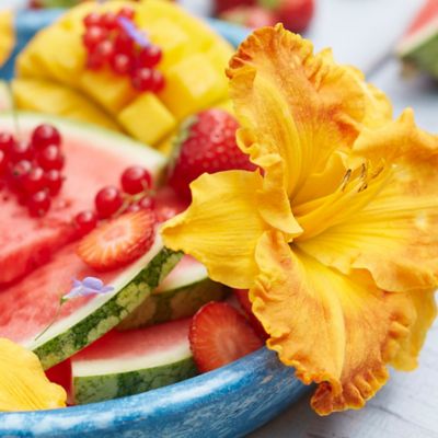 Image showing  Candy Daylily Plant Mix, 5 Roots