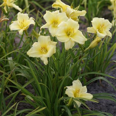 Image showing  Fragrant Returns Daylily Plant Mix, 3 Roots