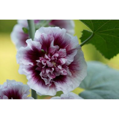 Van Zyverden Creme de Cassis Hollyhock Plant, 5 Roots