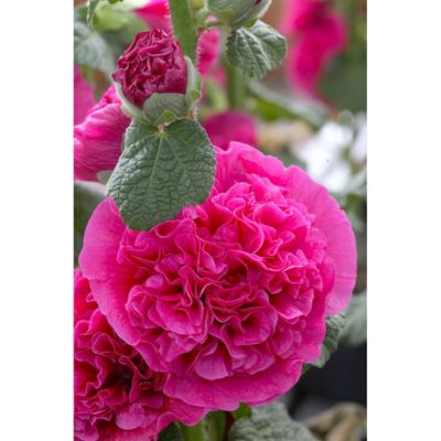 Van Zyverden Double Pink Hollyhock Plant, 5 Roots