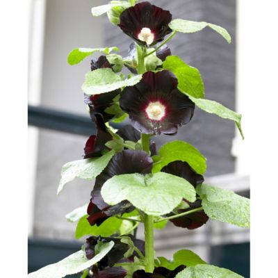 Van Zyverden Nigra Hollyhock Plant, 5 Roots