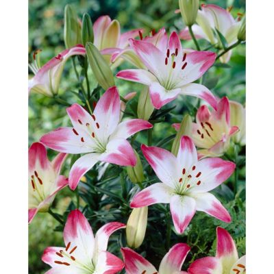 Van Zyverden Asiatic Lollypop Lily Plant, 7 Bulbs