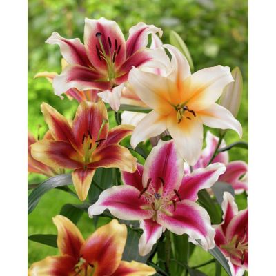 Van Zyverden Tequila Sunrise Blend Lily Plant Mix, 9 Bulbs