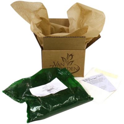 Image showing 1 th Van Zyverden Oriental Fragrant Blend Lily Plant Mix, 9 Bulbs