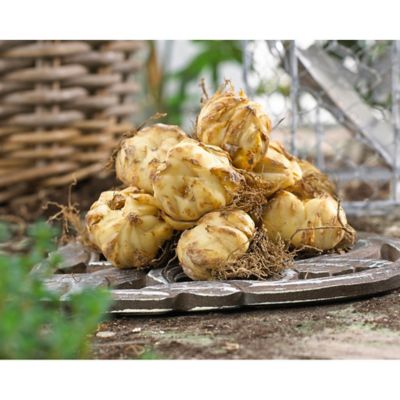 Image showing 2 th Van Zyverden Oriental Fragrant Blend Lily Plant Mix, 9 Bulbs