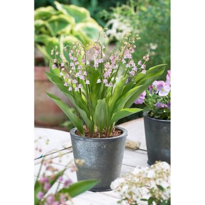 Van Zyverden Pink Lily of The Valley Plant, 6 Roots