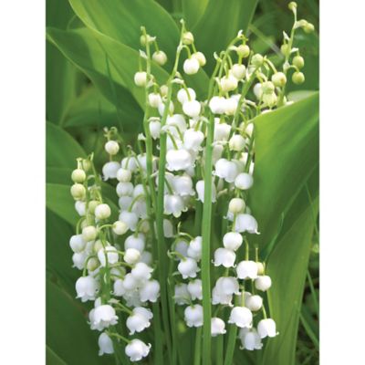 Van Zyverden Lily of The Valley Plant, 10 Roots