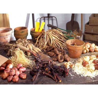 Image showing  Poppy Plant Mix, 5 Roots