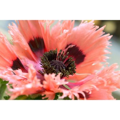 Van Zyverden Pink Ruffles Poppy Plants, 5 pc. Roots