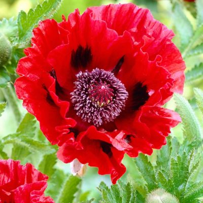 Image showing  Red Poppy Plant, 5 Roots
