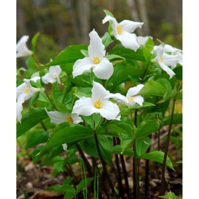 Van Zyverden Trillium Grandiflorum Woodland Plant, 3 Roots