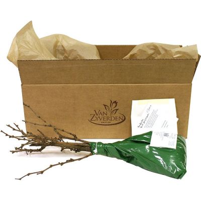 Image showing  Thomcord Seedless Grape Plants, 3 pc.