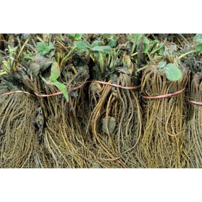 Image showing  Ever Bearing Eversweet Strawberry Plants, 20 Roots