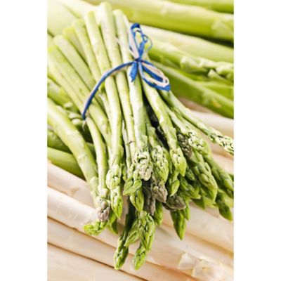 Van Zyverden Gmo Free Asparagus Jersey Giant Set Of 12 Roots At Tractor Supply Co