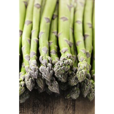 Van Zyverden GMO Free Asparagus Mary Washington, 12 Roots