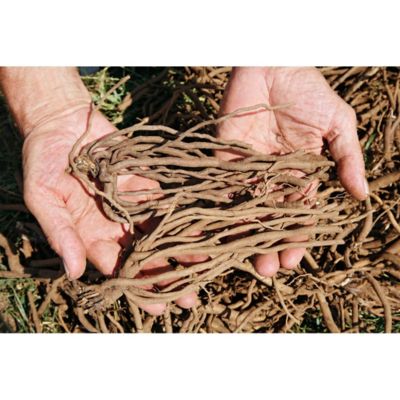 Image showing  GMO Free Asparagus Mary Washington, 12 Roots