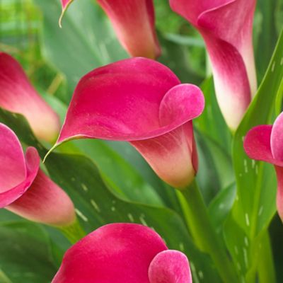 Van Zyverden Pink Jewel Callas, Set of 5 Bulbs