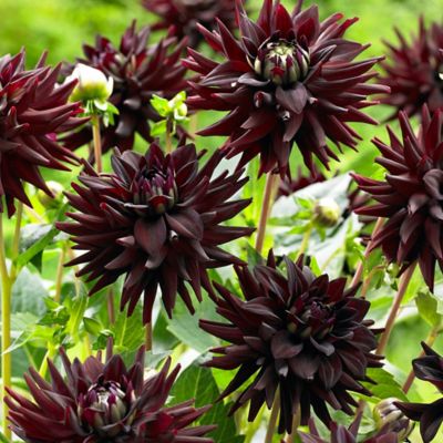 Van Zyverden Black Tamburo Dahlias, Set of 5 Bulbs